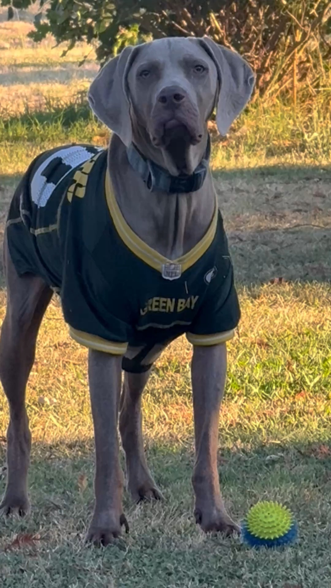 My dog Griffey loves wearing his Green Bay Packers jersey from @Chewy! He’s excited football season is right around the corner!  ❤️

#LTKdayinmylife #LTKKids #LTKSeasonal