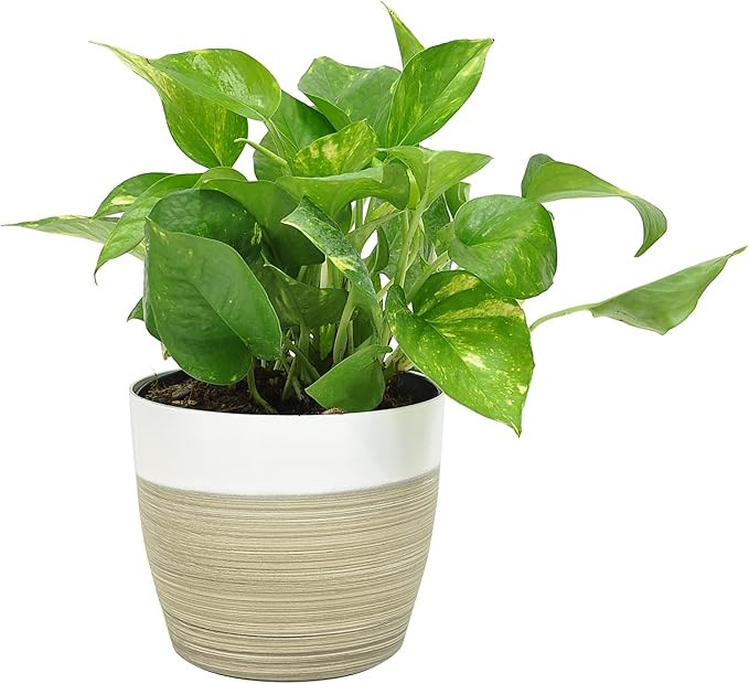 Costa Farms Devil's Ivy Golden Pothos, White-Natural Decor Planter Live Indoor Plant 10-Inches Ta... | Amazon (US)