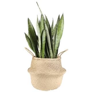 Grower's Choice Sansevieria Indoor Snake Plant in 10 in. Natural Pot, Avg. Shipping Height 1-2 ft... | The Home Depot