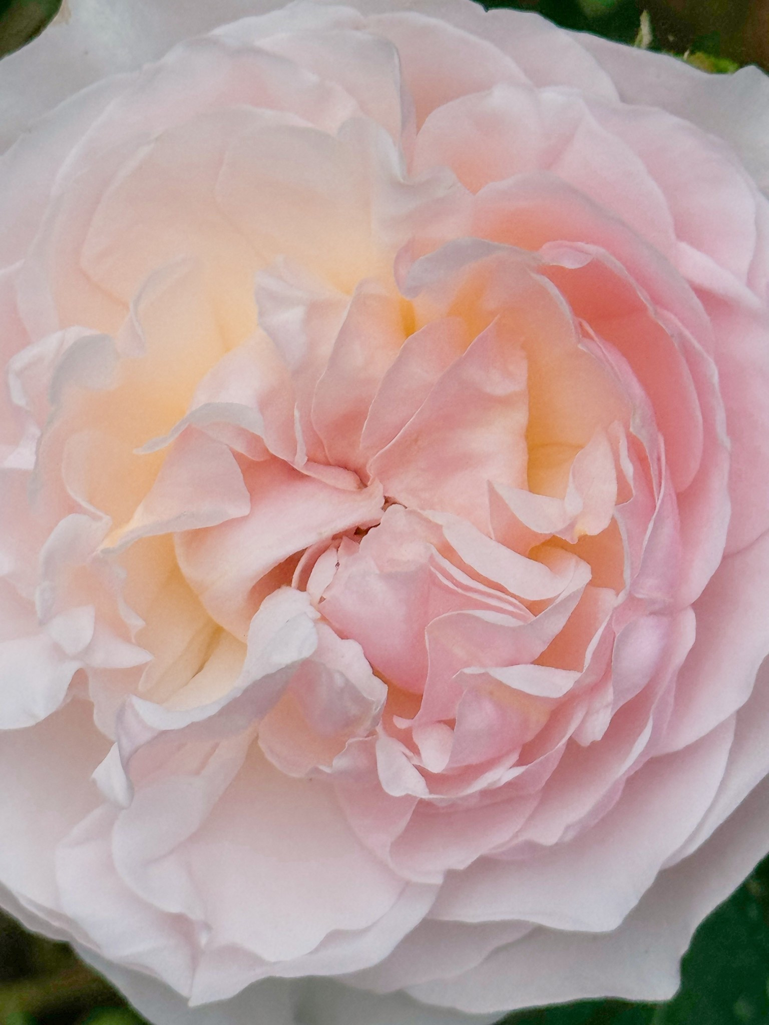 Evelyn is back!! 

#LTKOver40 #LTKSeasonal #LTKHome