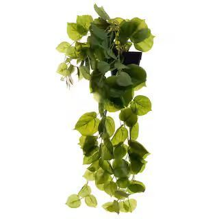22" Potted Hanging Madeira Vine by Ashland® | Michaels Stores