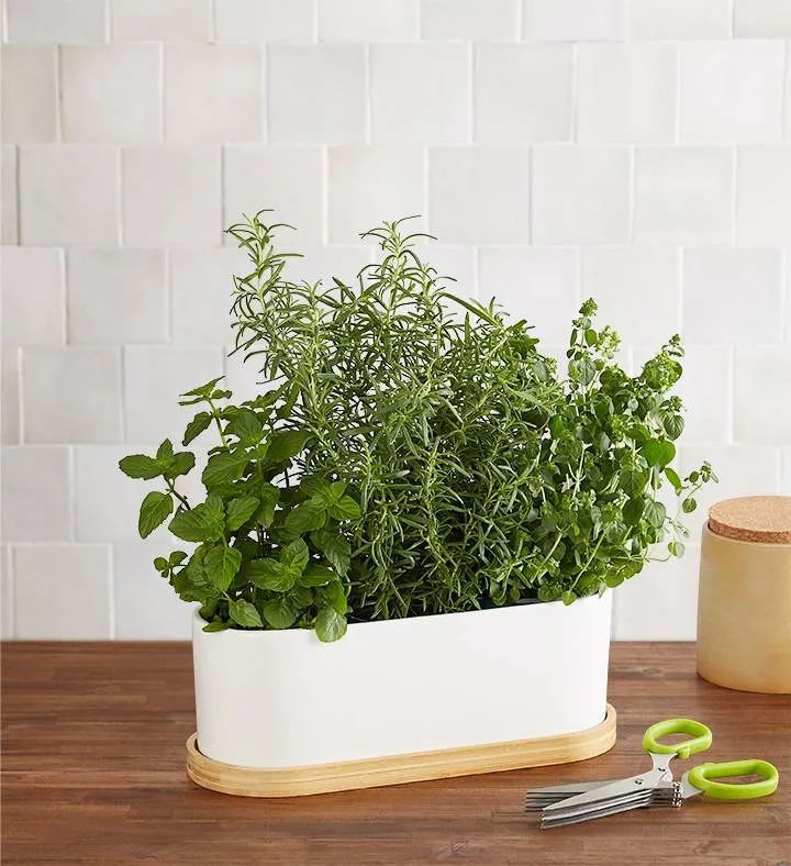 Herb Garden Trio | plants.com