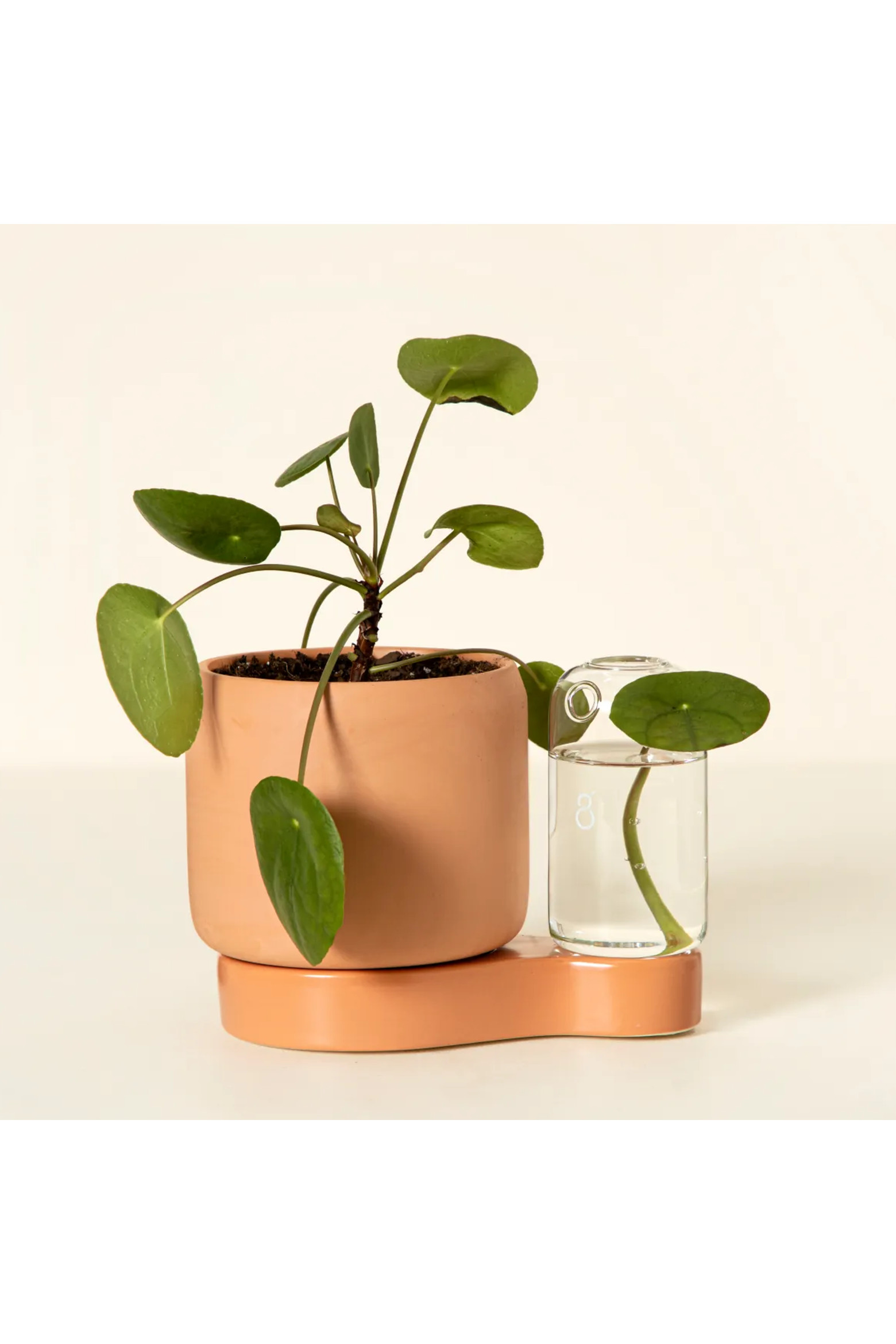 Self-Watering Planter & Propagation Station by Greenfinity | Nordstrom | Nordstrom