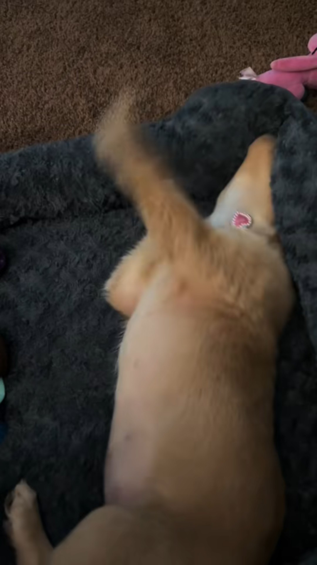 zoomies one moment sleeping like a baby the next🙃
#puppy #goldenretriever #puppyessentials #musthaves #affordablefinds #amazonfinds

#LTKWatchNow #LTKFamily #LTKSaleAlert