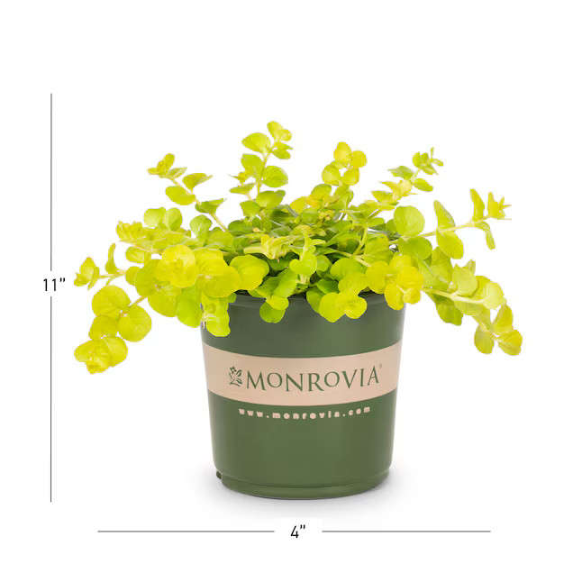 Monrovia Creeping Jenny in 1 Pint Pot 6 -Pack | Lowe's