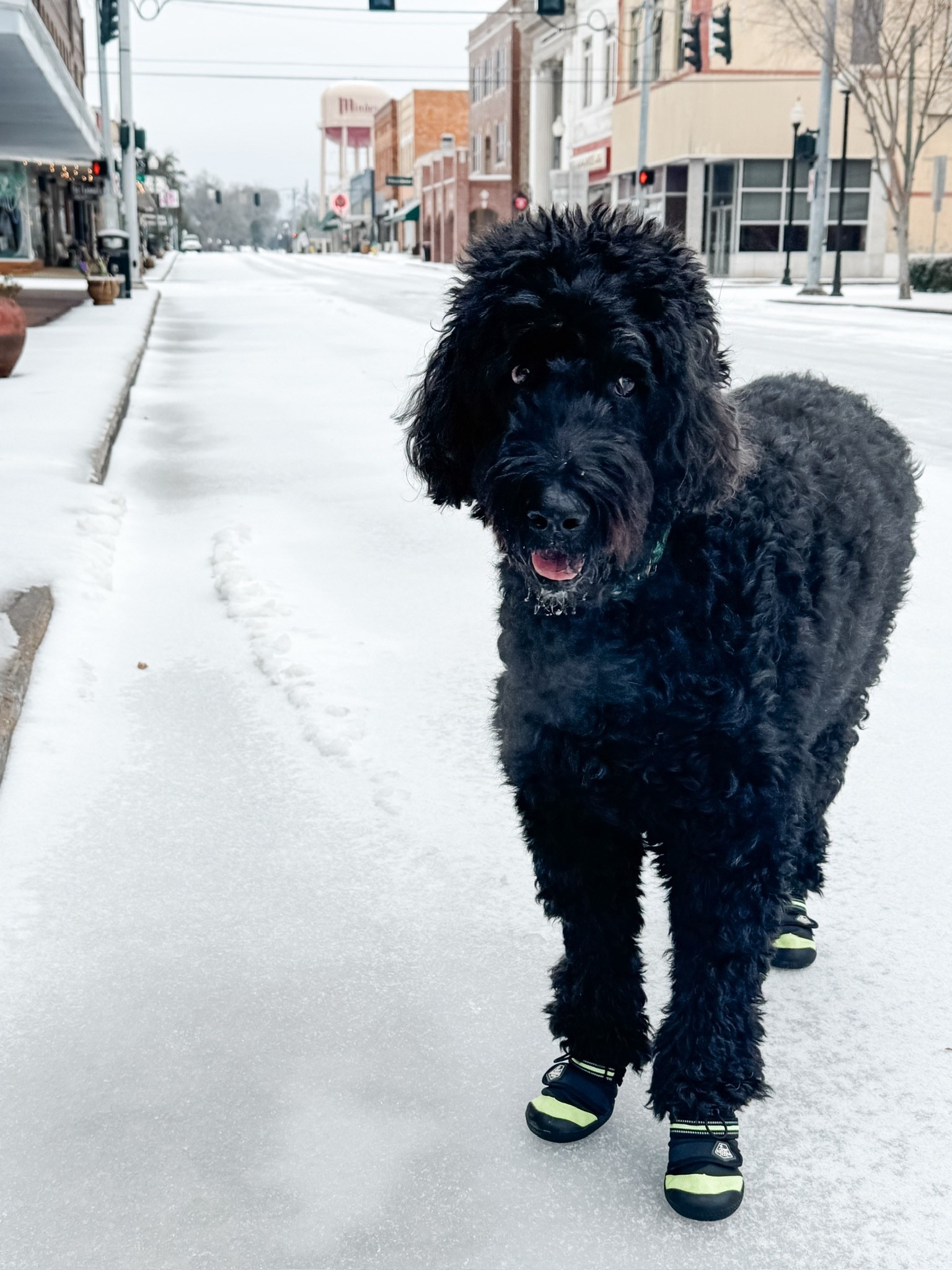 Jax’s snow booties for the wintery weather! Linked similar versions of his. 


Amazon, Amazon finds, pet finds, Amazon pet finds, snow booties, dog shoes, paw protectors, water resistant boots 




#LTKSeasonal
