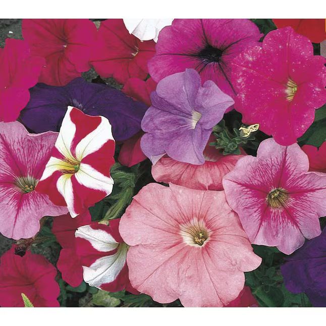 Lowe's Multicolor Petunia in 12-Pack Tray | Lowe's