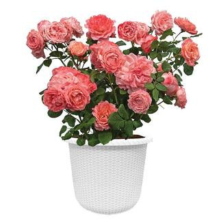 2 Gal. Reminiscent Coral Rose with Deep Pink Coral Flowers in Decorative Container | The Home Depot