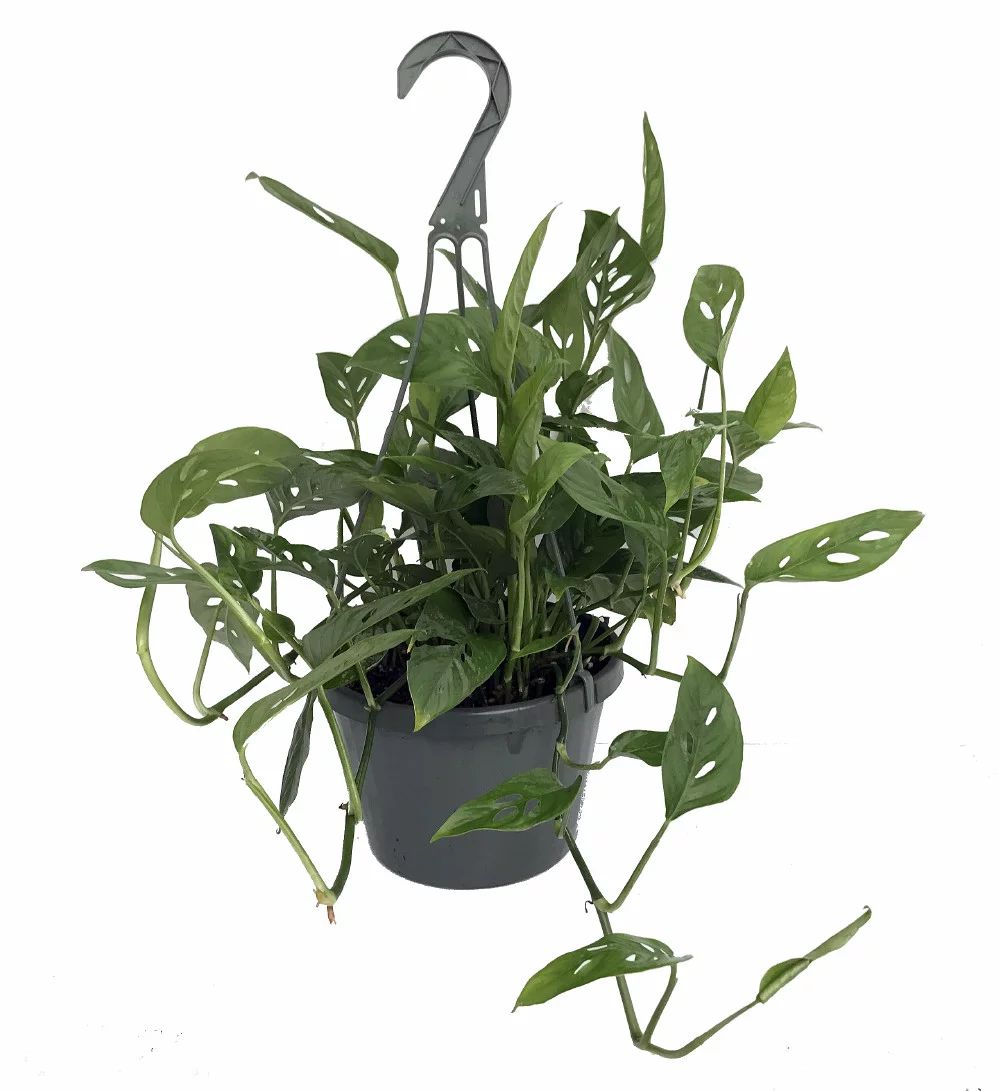 Hirt's® Swiss Cheese Plant -Monstera adansonii- Easy to Grow - 8" Hanging Basket | Walmart (US)