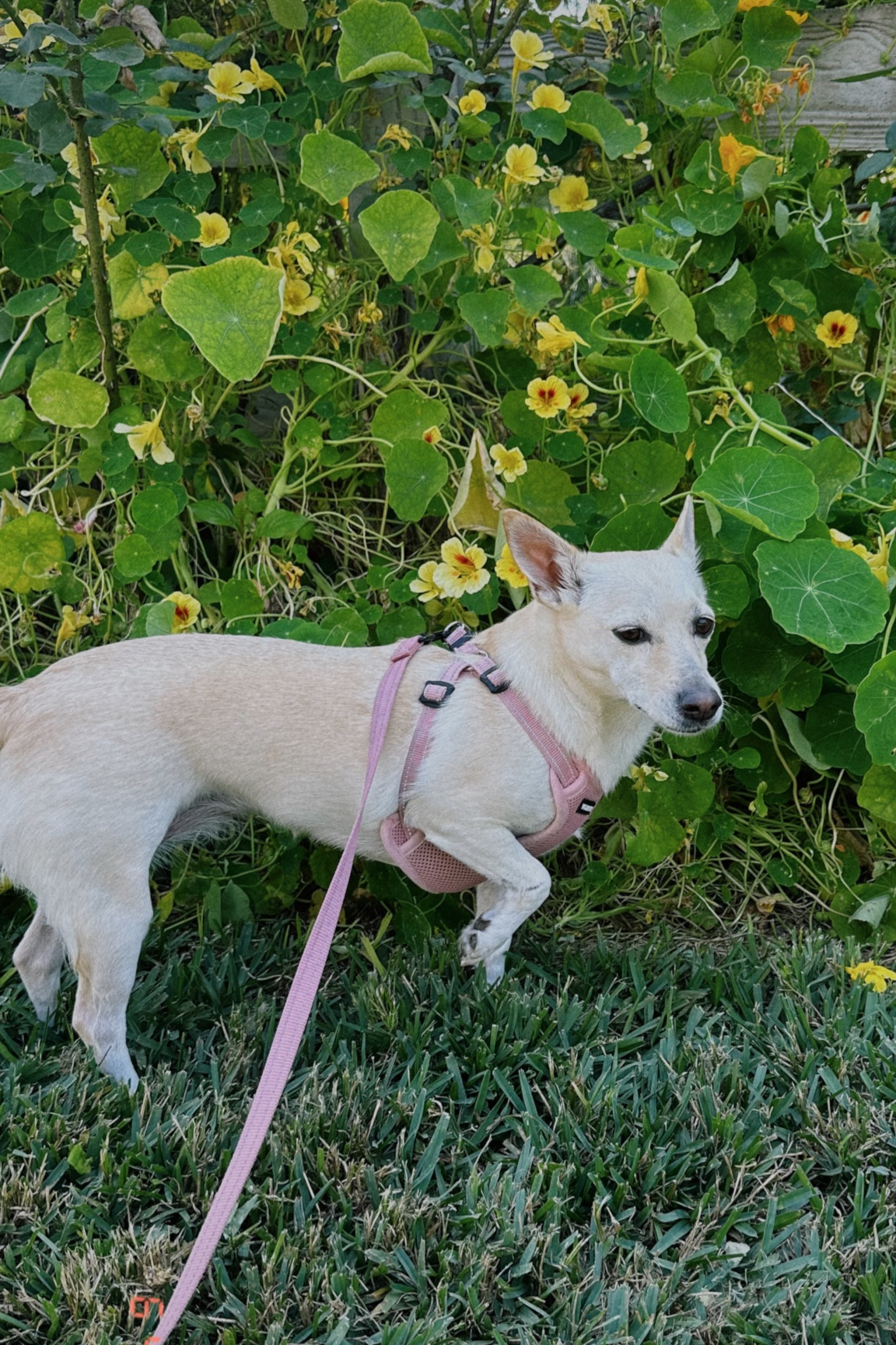 leash & harness set 