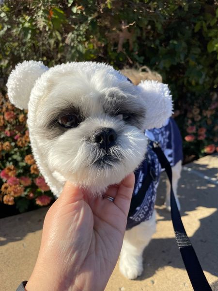 Sweater weather 💙 @hi.ralphie's adorable polar bear sweater is linked in his profile (wearing size M here which is 13.5" long). Ralphie is a 15 pound Shih Tzu.

I would also recommend the other dog sweatshirt I linked which he took in size S.

#sweaterweather #shihtzulovers #cutedogs #dogmom #dogsinclothes #walmartfashion #walmartfinds #walmartpets

#LTKHoliday #LTKGiftGuide #LTKSeasonal