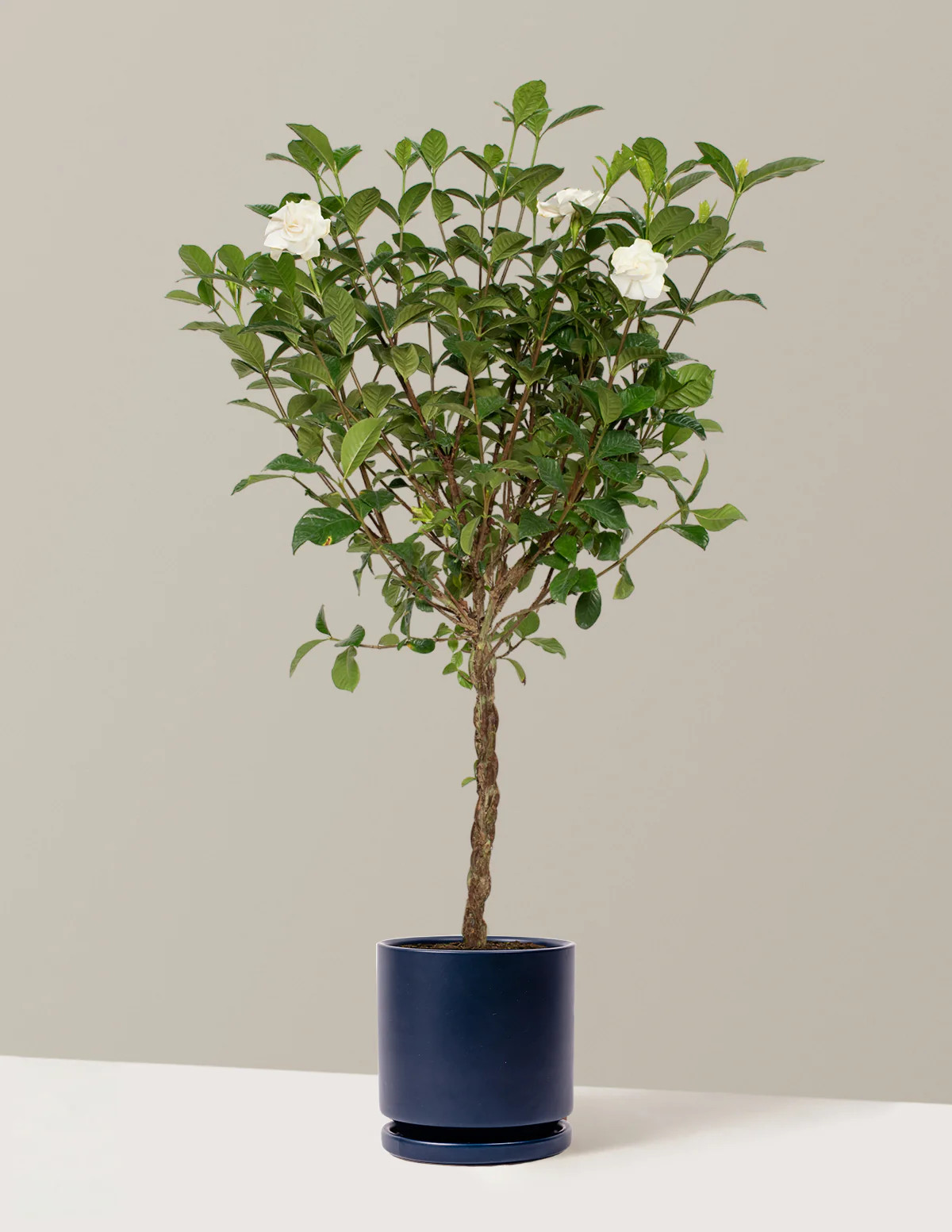 Evergreen Tree 
    Large Braided Gardenia
   
      $199 | The Sill