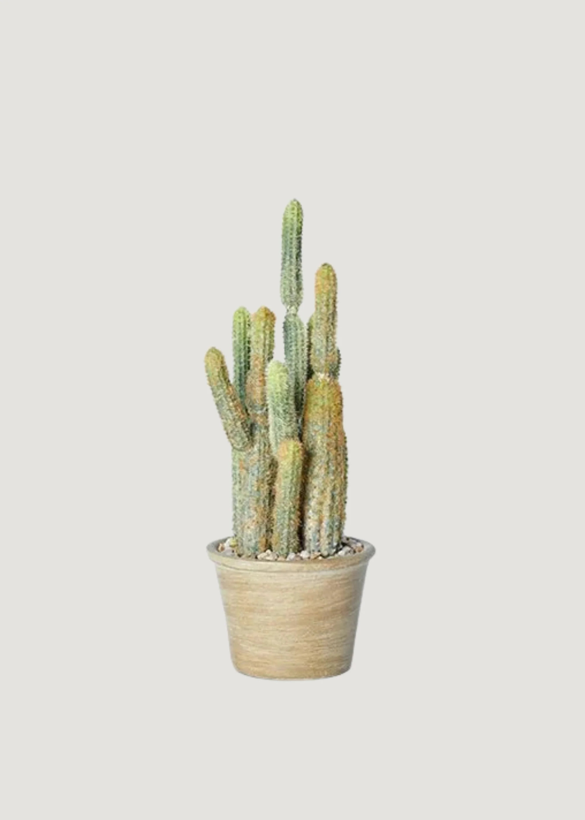 Small Cactus in Pot | Realistic Fake Potted Plants at Afloral | Afloral