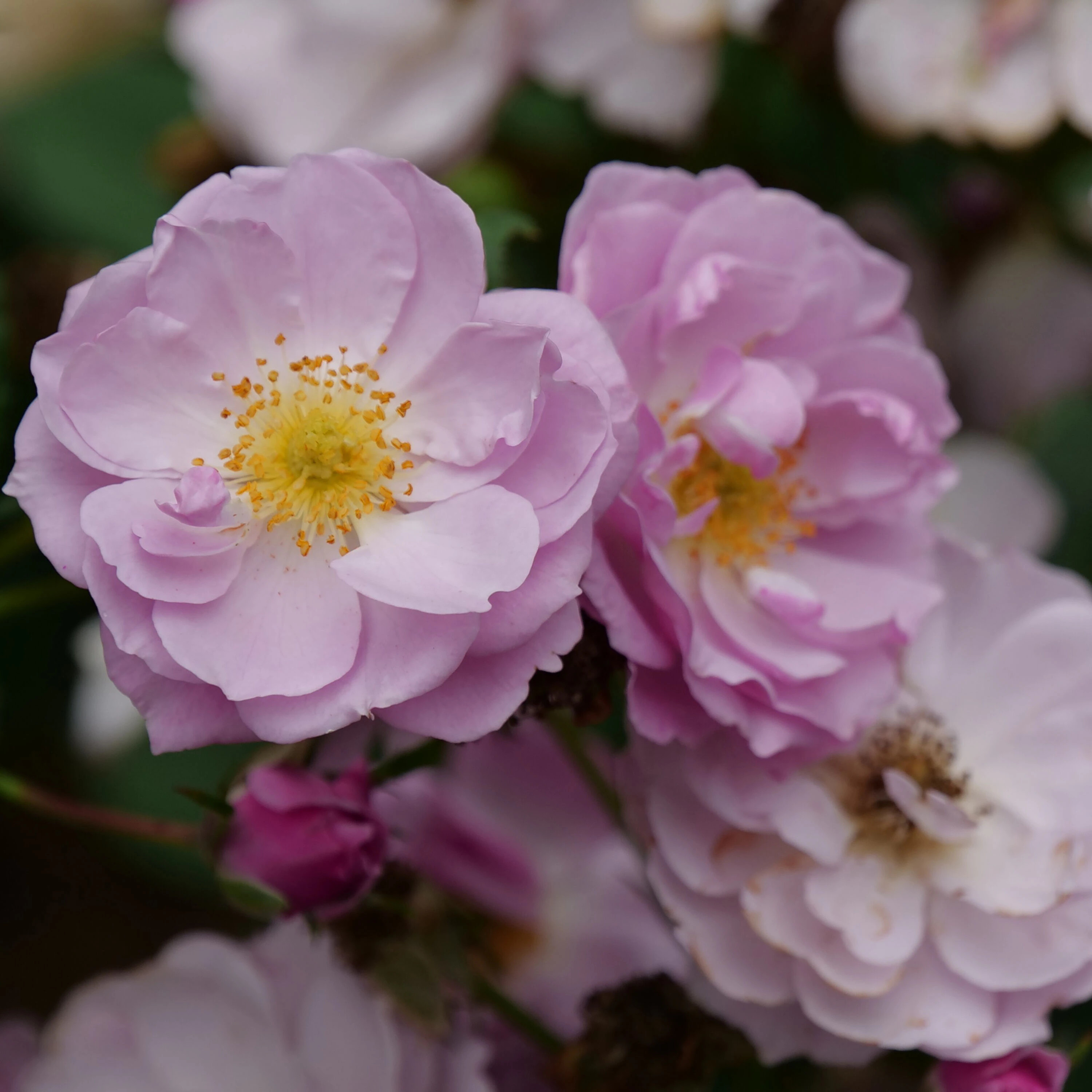 Proven Winners 1 -Quart Rise Up Lilac Days Rose (Rosa) Flowering Shrub with Purple Blooms 1.0 -Pack | ROSPRC2307800 | Lowe's
