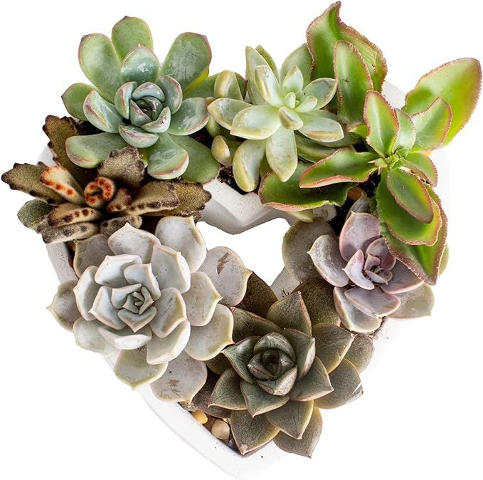 Costa Farms Succulent Gift Collection, Easy to Grow Fully Rooted Succulent Houseplants, Cute Hear... | Amazon (US)