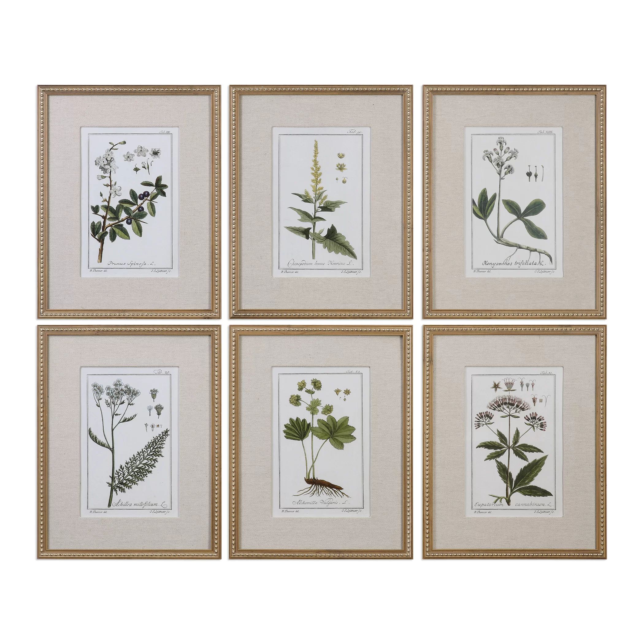 'Floral Botanical Study' by Grace Feyock - 6 Piece Picture Frame Graphic Art Print Set on Paper | Wayfair Professional