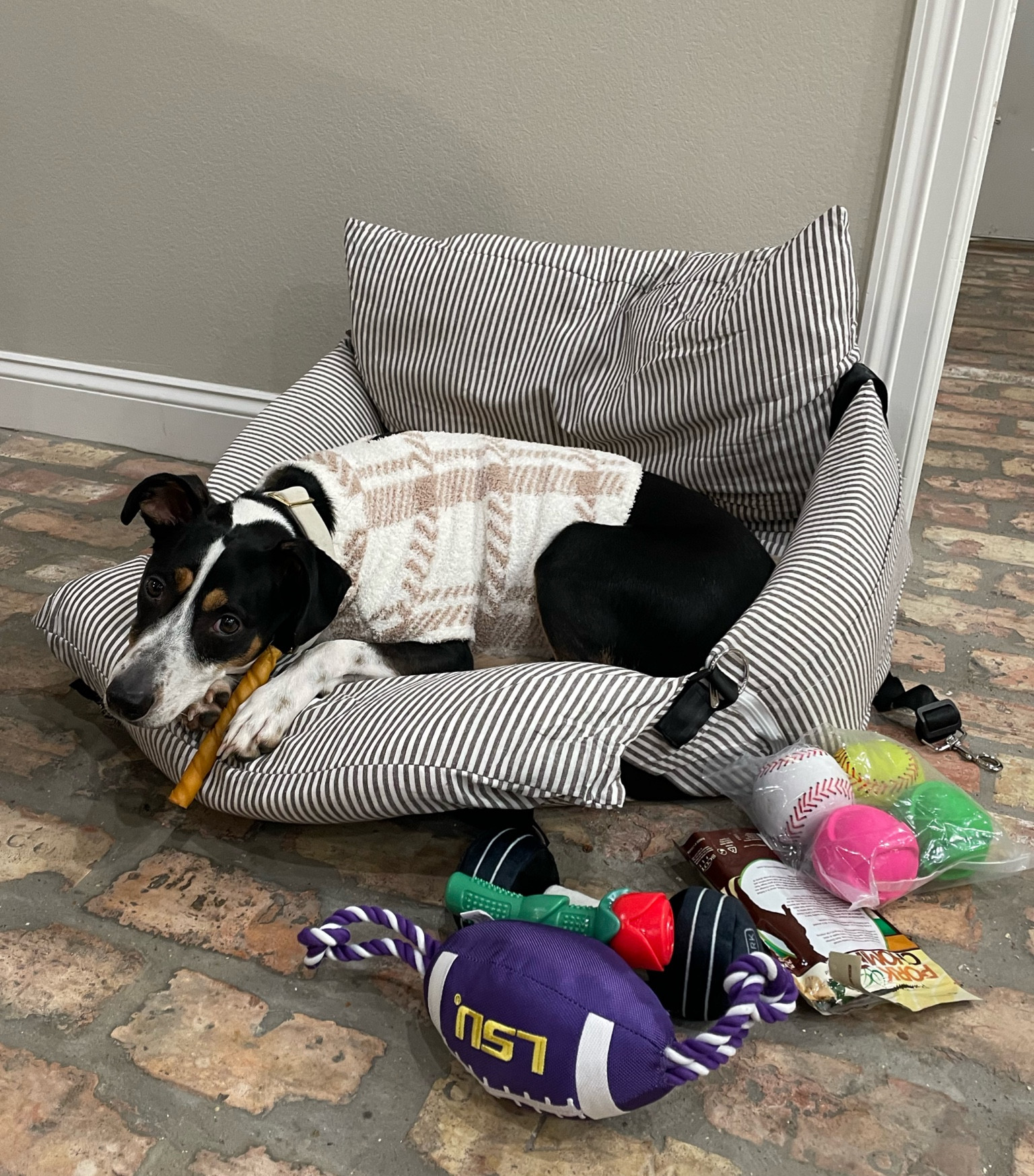 Favorite Amazon Prime deals for our furry friends

#LTKSaleAlert #LTKxPrimeDay