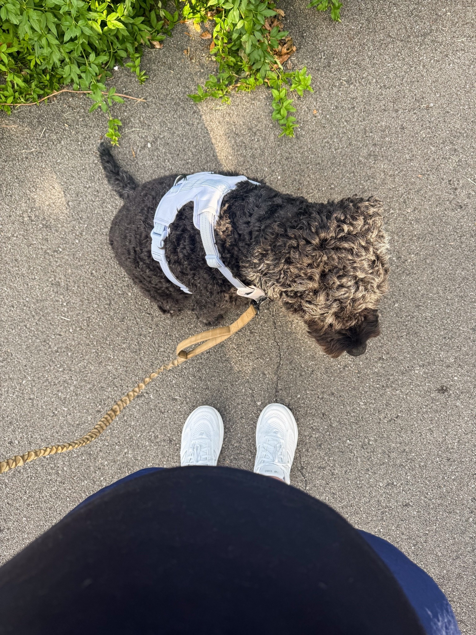 Morning walk necessities 



dog mom // running shoes // maternity outfits // cool mom // summer activewear

#LTKBump #LTKfitnessgoals #LTKSeasonal