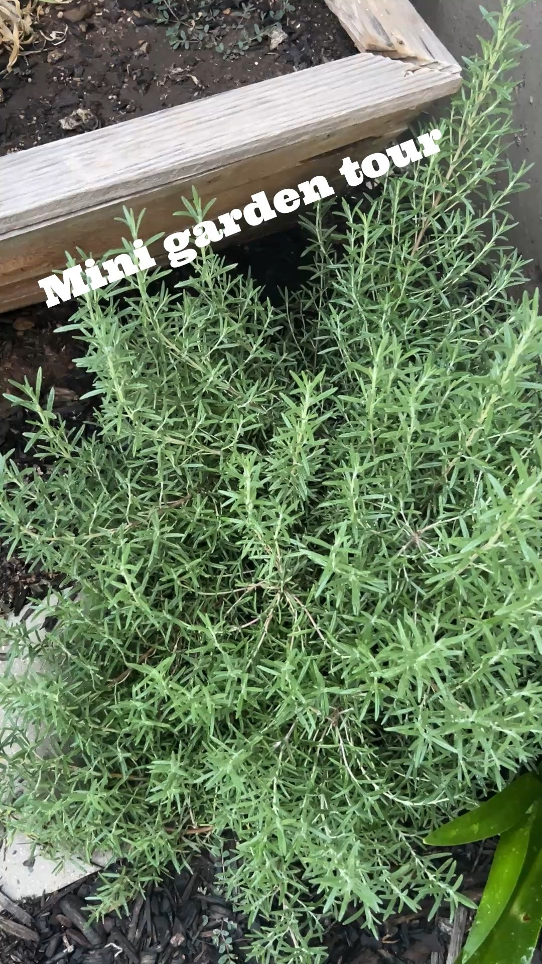 Mini garden tour.  I still have squash and tomatoes to plant. ￼

#LTKHome