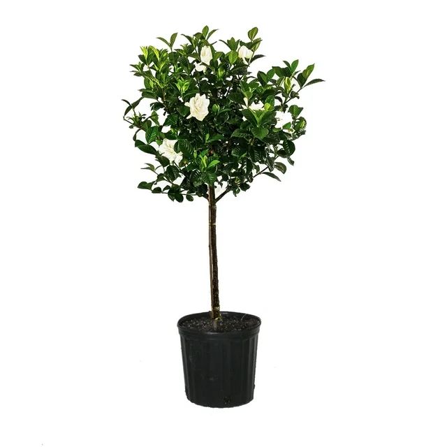 Aimee Gardenia Jasminoides Standard Tree Outdoor Plant Full Sun in 10 in. Pot | Walmart (US)