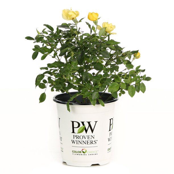 Proven Winners Oso Easy Lemon Zest Landscape Rose Rosa Live Shrub | Walmart (US)