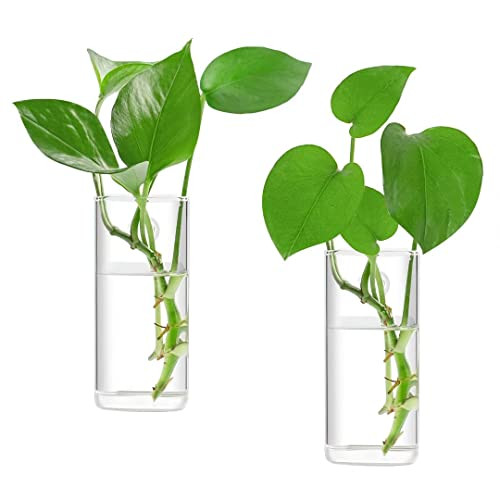 Ivolador Wall Hanging Glass Propagation Plant Terrarium Container Rectangle Shape Perfect for Propag | Amazon (US)