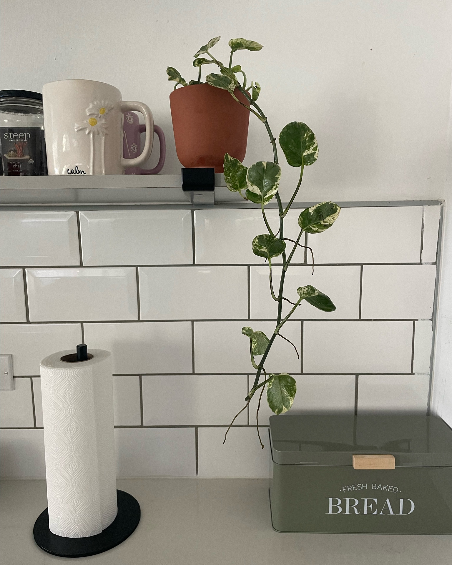 Newest plant baby 

#LTKFindsUnder50 #LTKHome