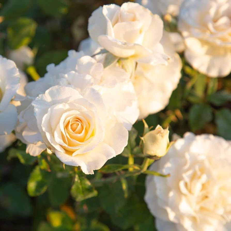 Heirloom Roses Rose Plant - French Lace White Rose Bush, Floribunda Live Plant for Planting Outdo... | Amazon (US)