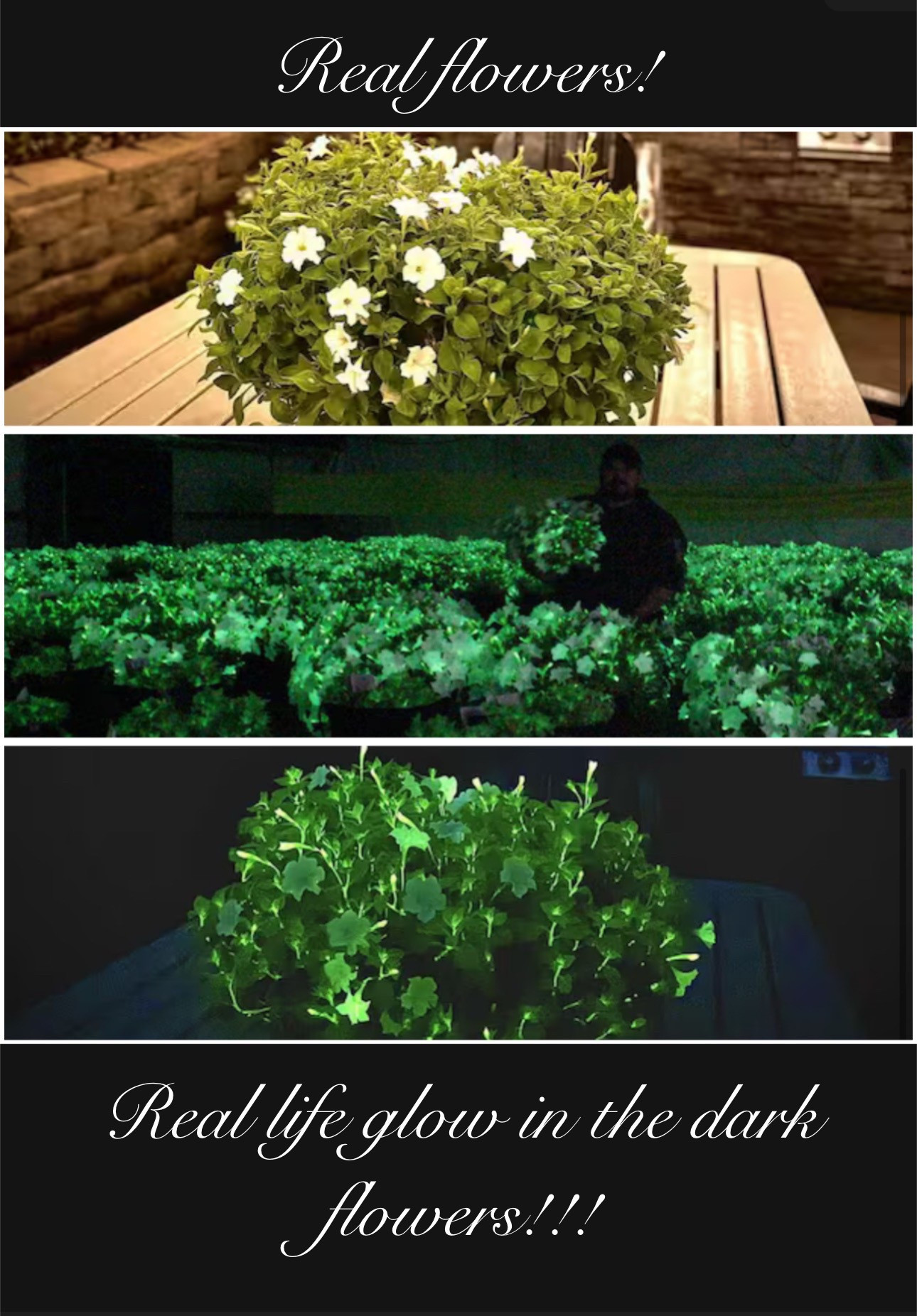 Real life glow-in-the-dark flowers!
Yes, real petunias! They come in a 3 pack, and you grow them exactly like normal flowers. Even can try propagating them as well. WOW! 

Firefly Petunia Live Outdoor Plant

flower garden
Best gift ever
Kids gift
Gardening
Flowers
Planting
Greenhouse 