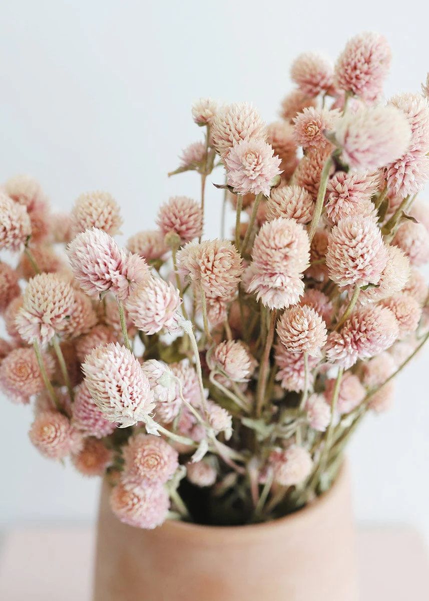 Air Dried Globe Amaranth in Light Pink | Afloral (US)