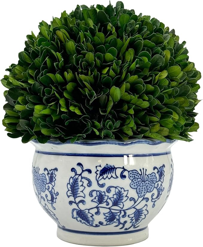 9.5" Naturally Preserved Real Boxwood Ball in Hand-Painted Round Bulb Blue & White China Pot Plan... | Amazon (US)