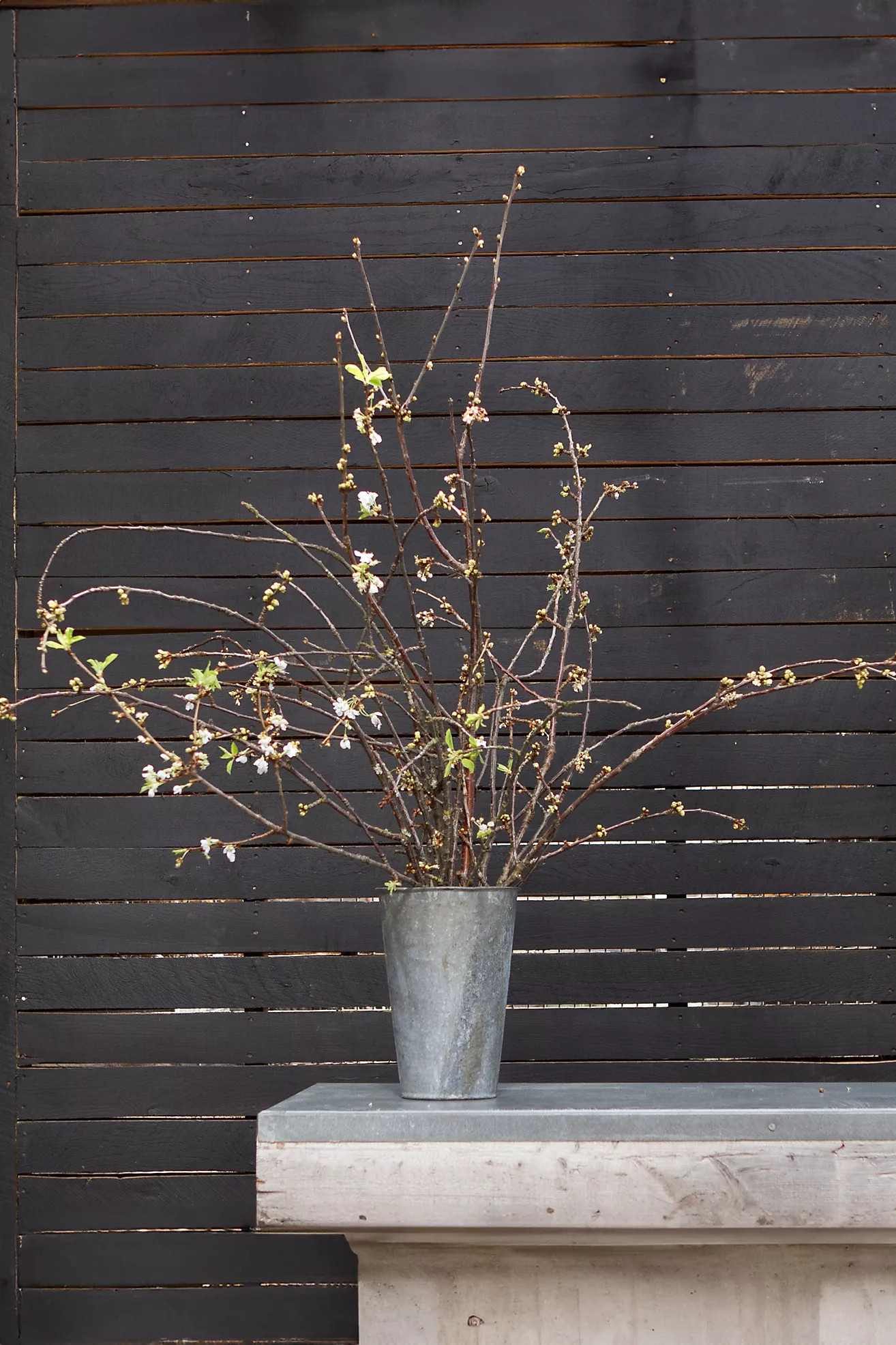 Seasonal White Blossom Branches | Terrain
