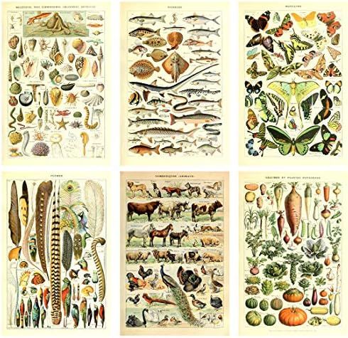 Meishe Art Poster Print Vintage Biology Botanical Science Wall Decor Sea Creature Animals Seashell F | Amazon (US)