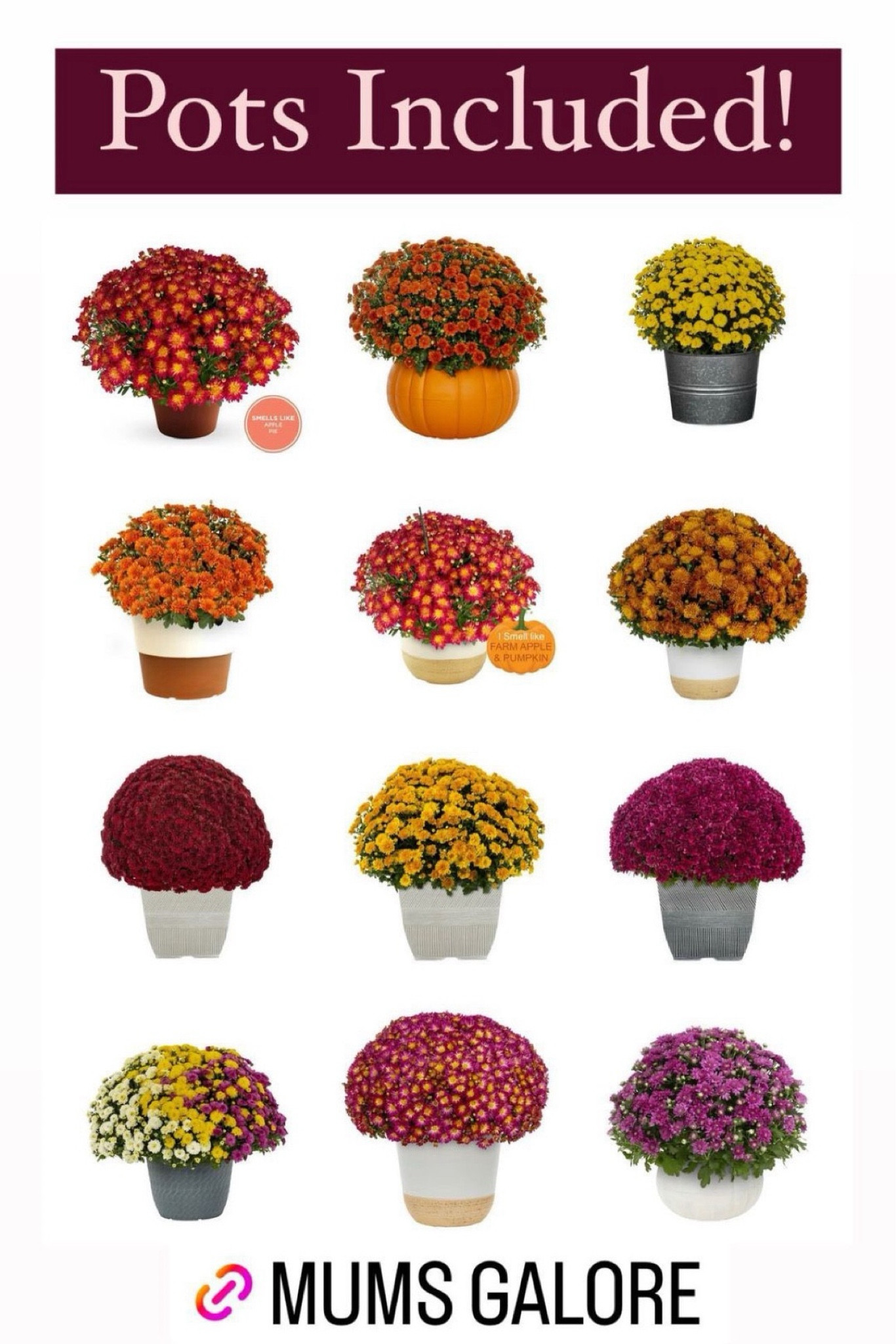 Mums are in and these are pre-potted and ready to make your porch fall prepped! 

#LTKSaleAlert #LTKSeasonal #LTKHome