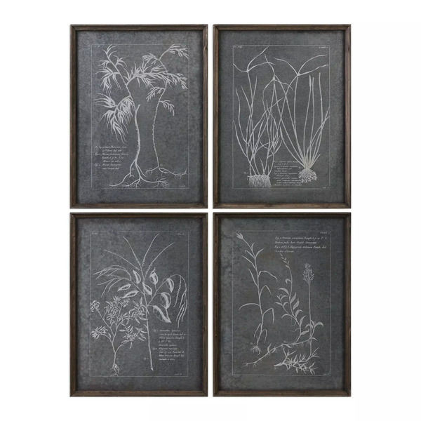 Uttermost Root Study Print Art S/4 | Scout & Nimble