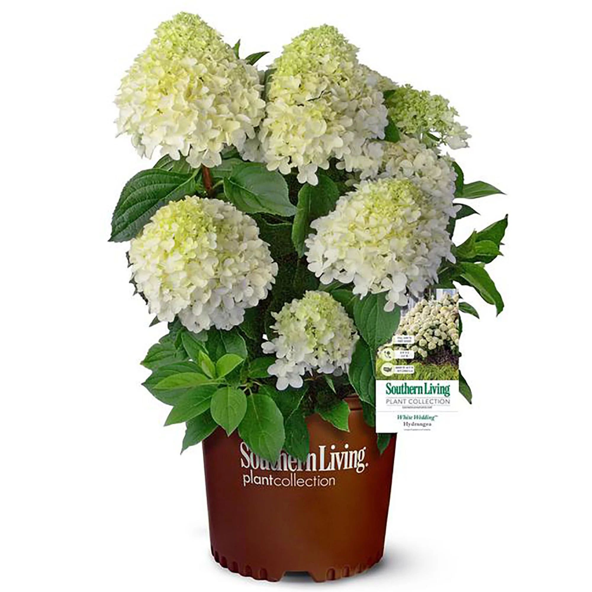 Southern Living Plant 18" White Hydrangea Paniculata Live Plant Pot | Walmart (US)