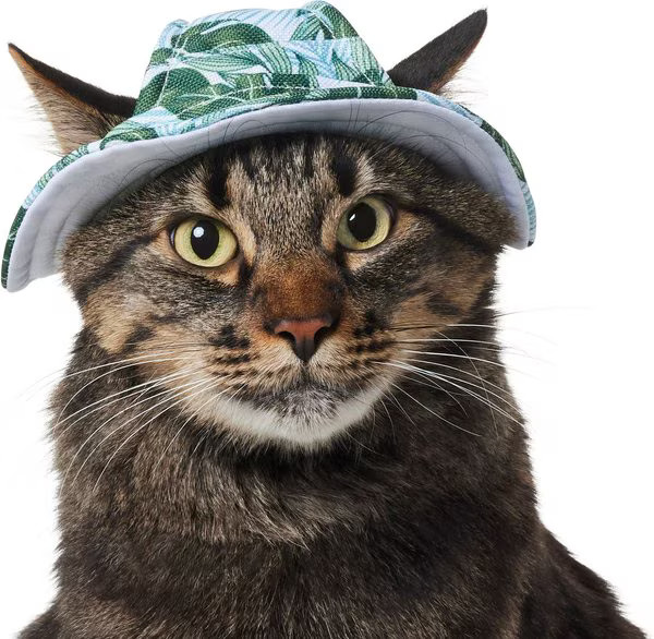 Frisco Palm Leaf Short Brimmed Bucket Dog & Cat Hat | Chewy.com