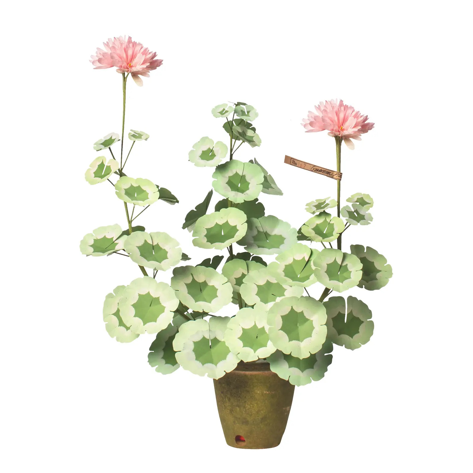 The Green Vase Geranium Plant in Blush | Chairish