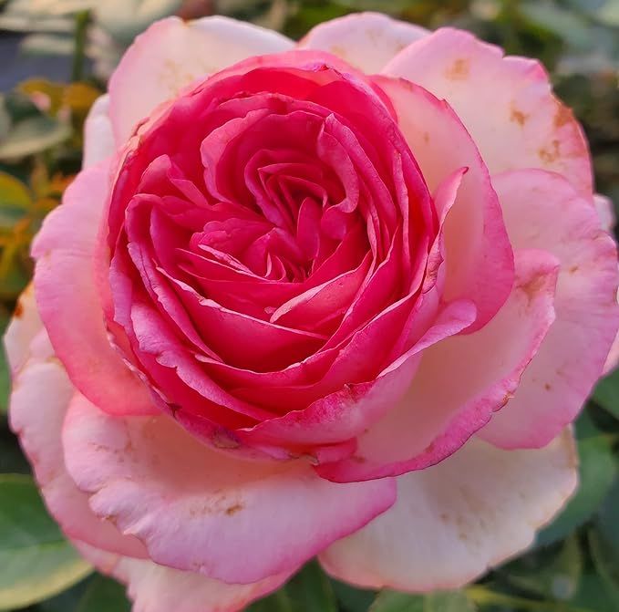 Ma Cherie Roses - Eden Rose Climber - 1 Gallon Rose - Live Plant Ready to Plant | Amazon (US)