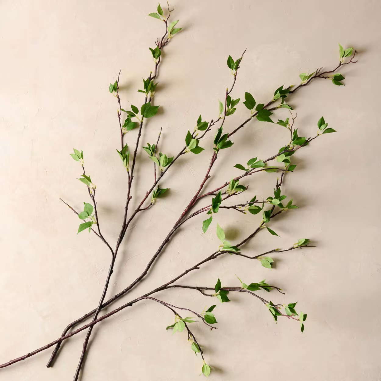 Green Leaf Branch | Magnolia