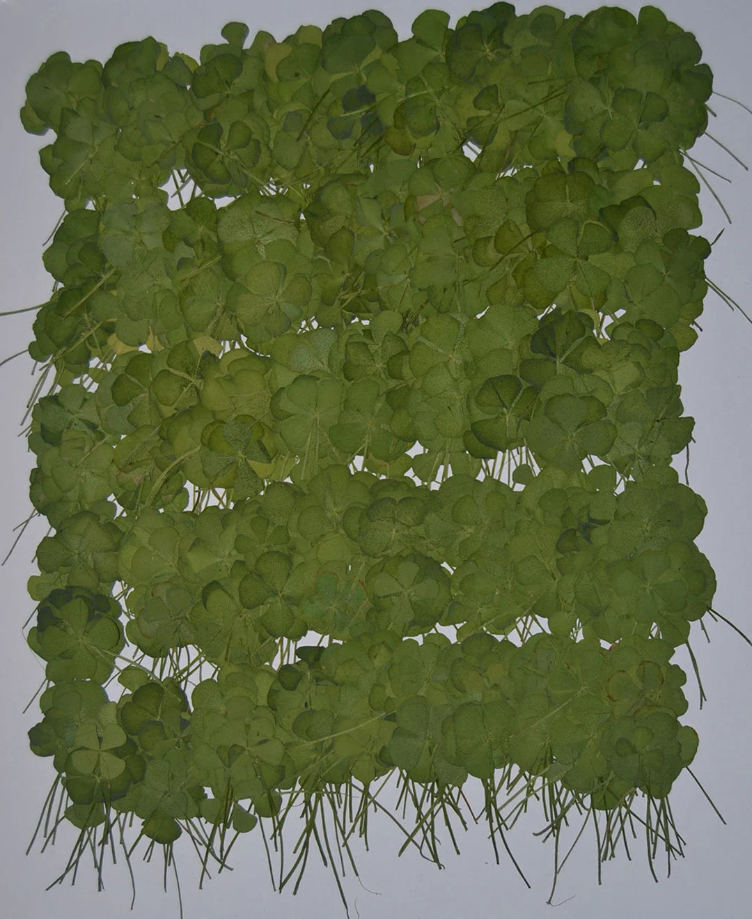 100 pieces Four Leaf Clover real pressed dried flowers | Etsy (US)