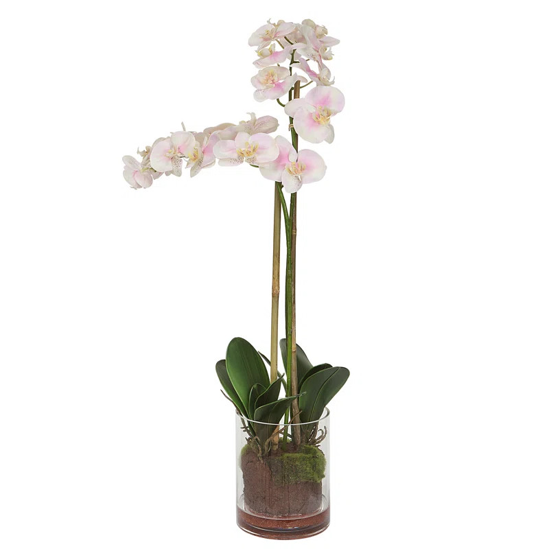 Orchid Floral Arrangement in Vase | Wayfair North America