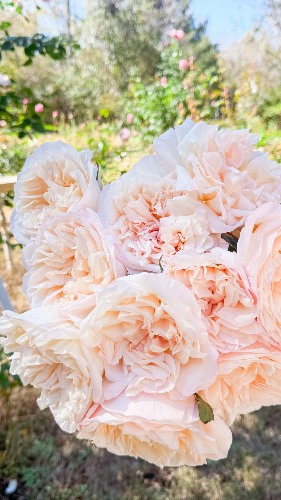 Gosh Tie-dye is such a pretty rose  

#LTKHome #LTKOver40 #LTKActive