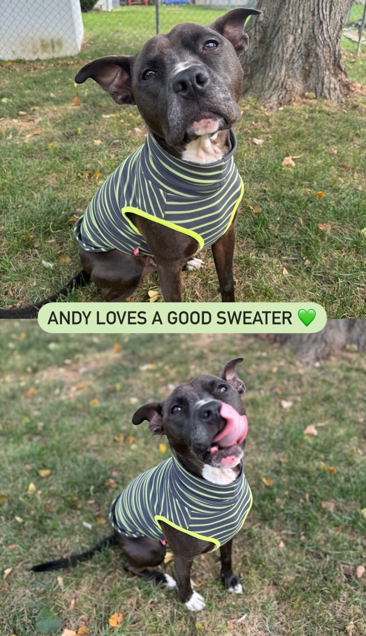 Dog sweater 
Chilly days are ahead for some of us… we should keep our pups warm too!

This turtle neck sweater is so soft and stretchy! From Amazon! 

#LTKPets #LTKSeasonal