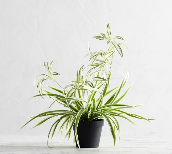 Faux Potted Variegated Spider Houseplant | Pottery Barn (US)