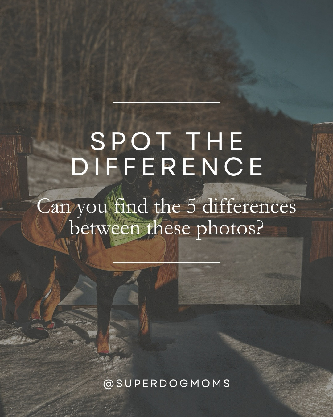 Can you spot the 5 differences between these 2 photos?
:
This day was bitter cold, so we were glad to have our Carhartt dog coat and dog boots from Ultra Paws!
:
:
:
:
:
#dogmom #dog #dogcoat #dogboots

#LTKFamily #LTKHome #LTKPets