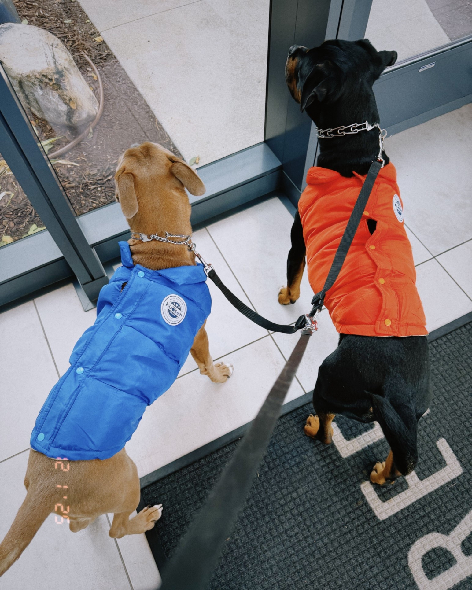 Cold-weather style for the pups. These puffer coats are warm, lightweight, and perfect for everyday walks. Linking both colors.

#LTKSeasonal