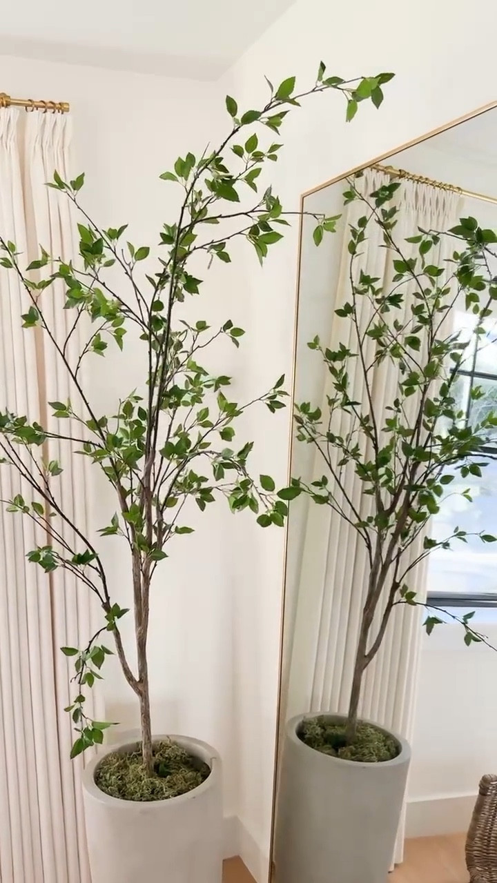 Love this beautiful olive tree! A great addition to any room! 

#LTKStyleTip #LTKHome