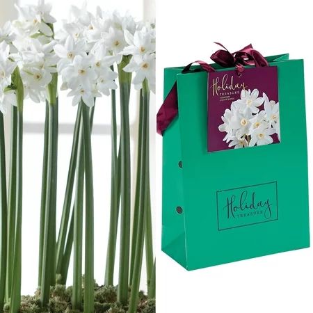 Van Zyverden Paperwhite Bulbs In Emerald Gift Bag | Walmart (US)