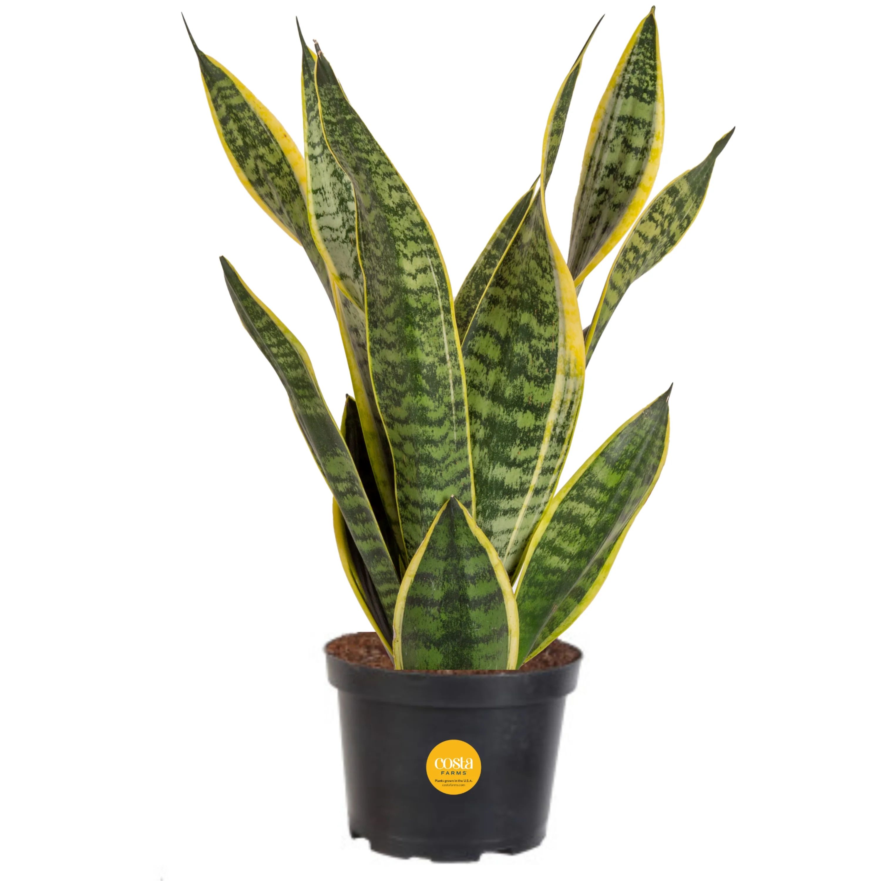 Costa Farms  Live Indoor 14in. Tall Green Snake Plant; Bright, Indirect Sunlight Plant in 6in. Gr... | Walmart (US)